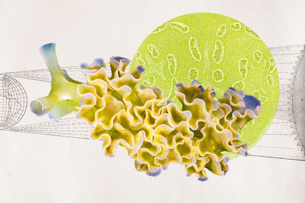 a cutout of a lettuce sea slug atop a microscope image of chloroplasts and a sketch of the earth and sun