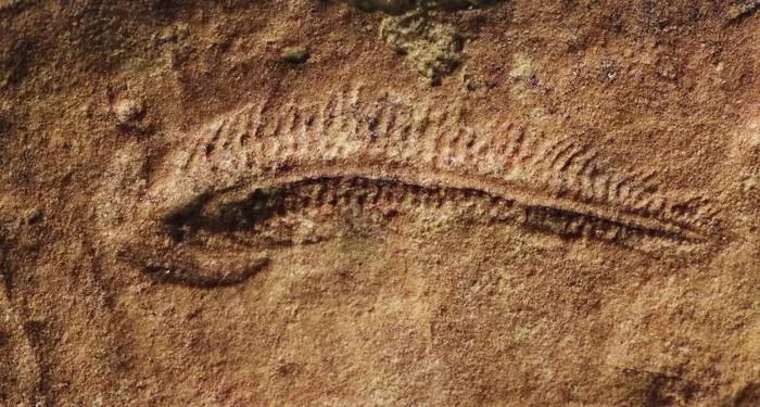 fossil of an elongated oval-shaped worm-like creature, with one end wider than the other