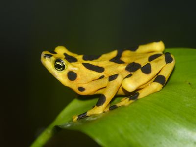 The Panamanian golden frog is now extinct in the wild due to a disease caused by a fungus known as Bd or chytrid