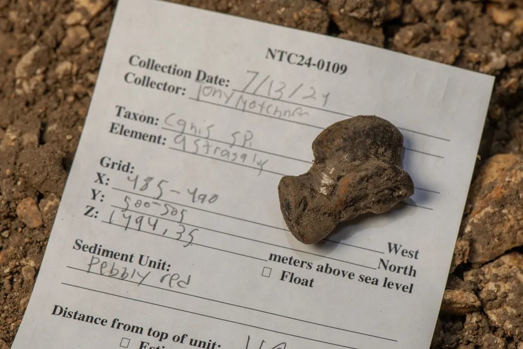 Collection information for a suspected Beringian wolf astragalus (an ankle bone), a specimen found by Hotchner in the Pebbly Red layer of sediment (months later, tests would prove it belonged to a cheetah).