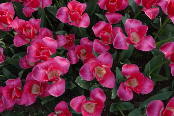 Vibrant, pink tulips thumbnail