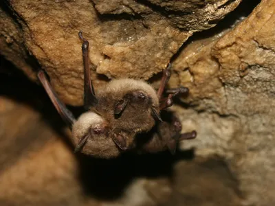 Healthy little brown bats in Mt. Aeolus cave in Vermont in 2012