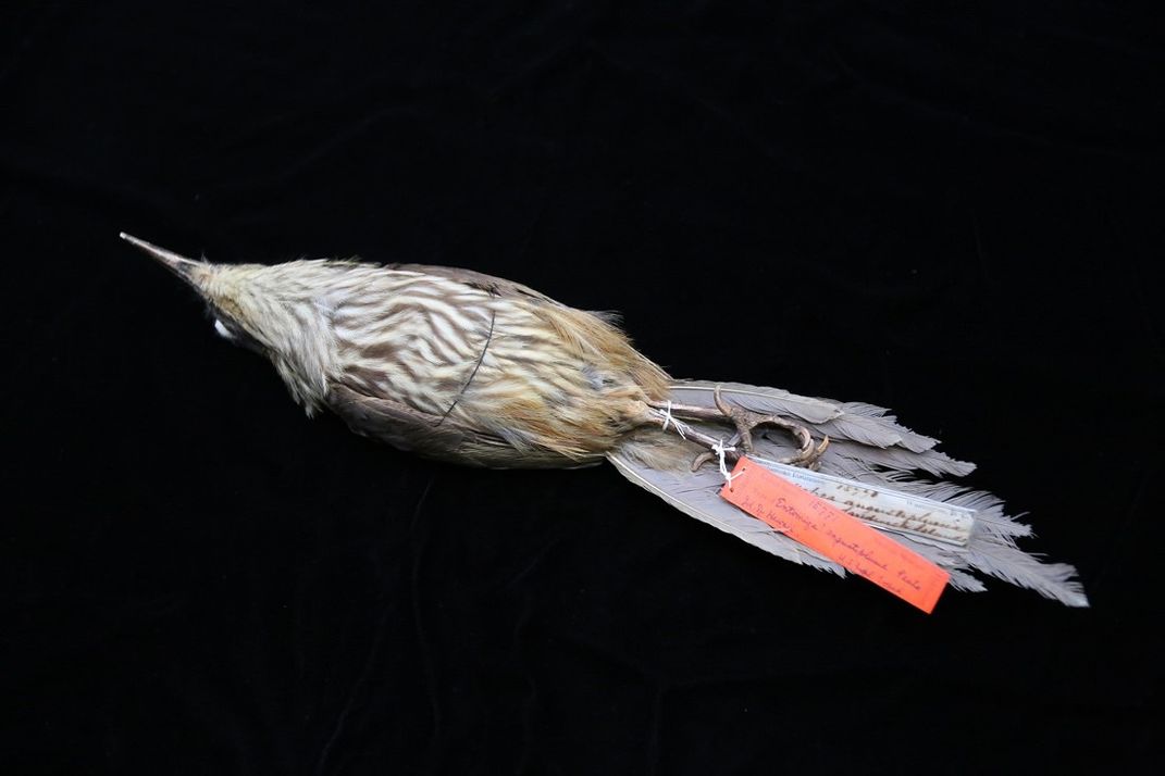 A taxidermied bird on a black background.