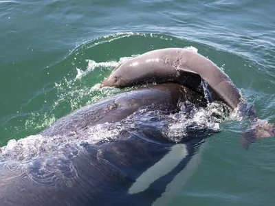 A killer whale in the Salish Sea is observed harassing a porpoise.