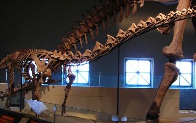 A reconstructed skeleton of Rapetosaurus on display at the Field Museum of Natural History in Chicago.