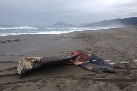 A blue whale’s tale waits for student volunteers to begin cutting away blubber and flesh from the bones. The complete skeleton will eventually be displayed in Newport, Oregon.