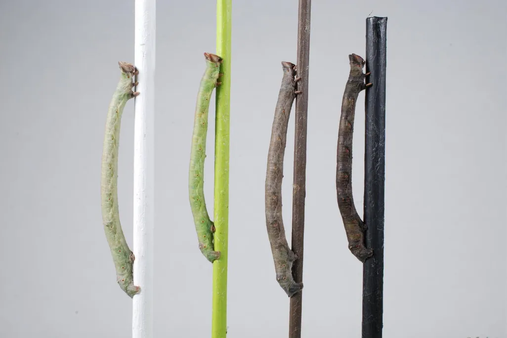 Peppered-moth-caterpillars-sense-color-through-their-skin.jpg
