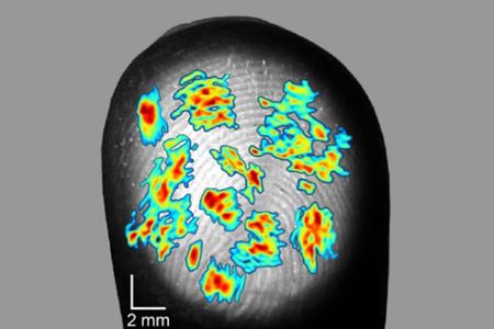 A heat map of the receptive fields of sensory neuron receptors on a human fingertip.

