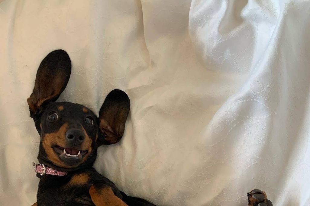 Upside down dachshund dog