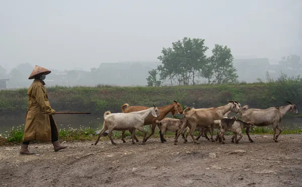 Guiding the Herd thumbnail