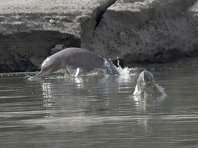 Elusive Indus River dolphins. 