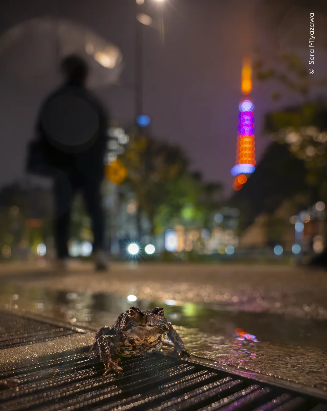 against a blurred backdrop of a rainy city scene at night, a single brown frog sits atop a gutter and looks at the camera