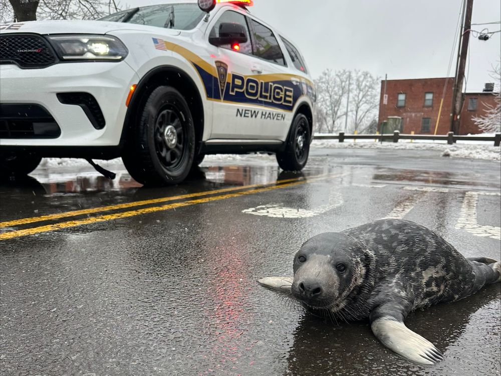 baby seal in front of police car