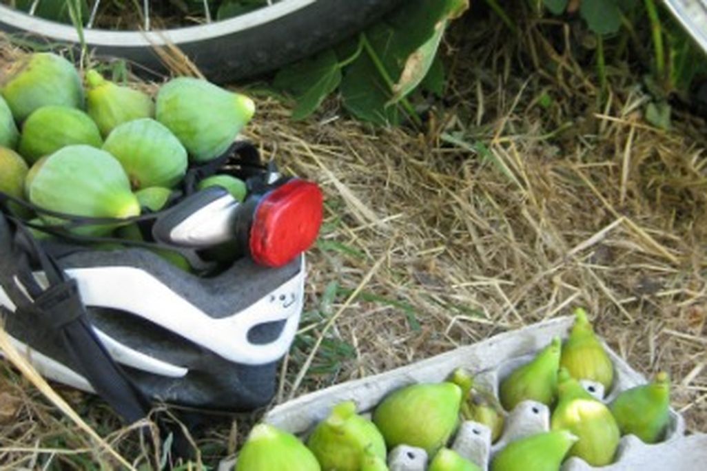Figs are a great prize of roadside foragers