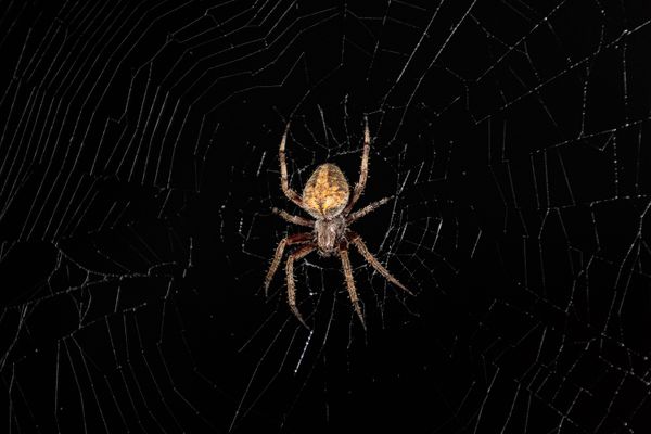 Hentz Orb-Weaver Spider in its web thumbnail