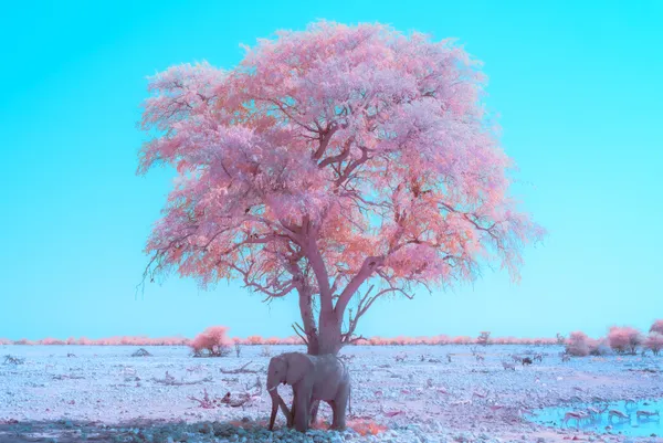 Elephant Oasis in Infrared thumbnail