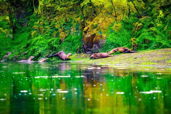 Reflection of power (an otter addition) thumbnail