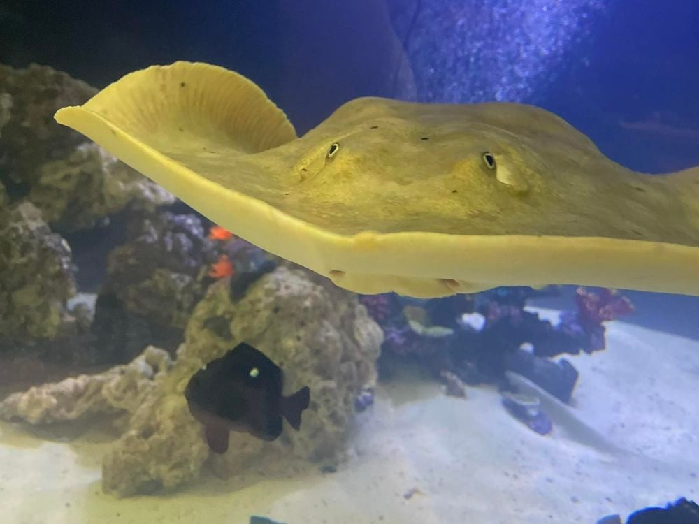 a tan-colored stingray swimming toward the camera in an aquarium above a fish, rocks and sand