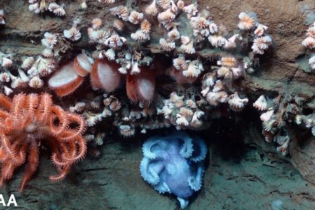 An octopus, sea star, bivalves and dozens of cup coral all share the same overhang in an area adjacent to the Hudson Canyon off the coast of New York and New Jersey.