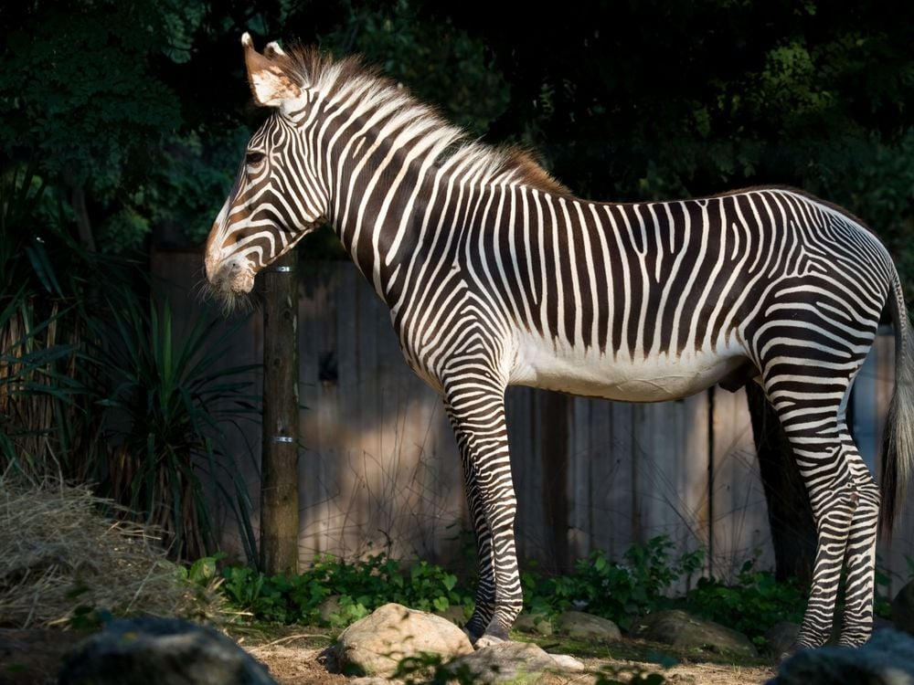 12-year-old Grevy's zebra Moyo at the Smithsonian's National Zoo in Washington, D.C.