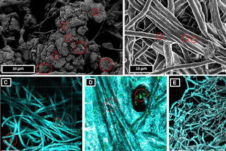 Microscopic images of the bacteria and mycelium scaffolds. The circles indicate the likely presence of S. pasteurii bacteria.