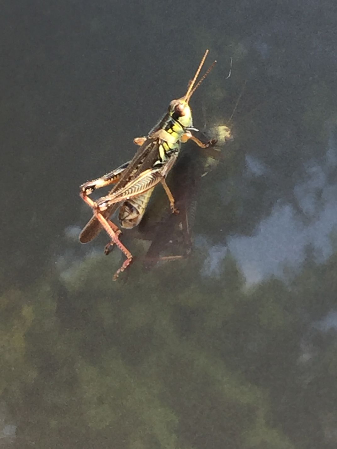 chilling on the car. Smithsonian Photo Contest