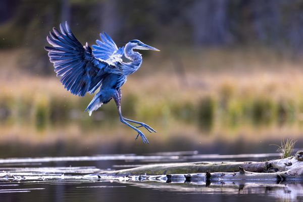 Great Blue Heron coming in for a landing thumbnail