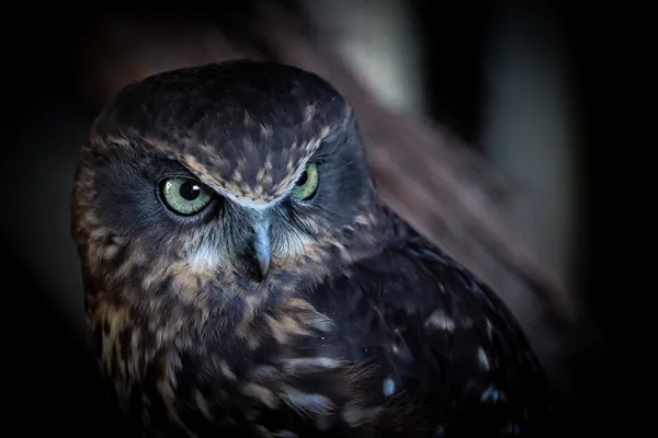 The Watcher of Darkness thumbnail