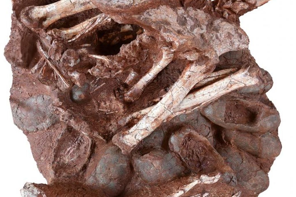 A fossil of 24 oviraptor eggs underneath remains of a oviraptorosaur 