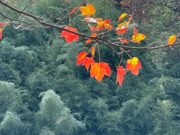 Leaves against bamboo forest thumbnail