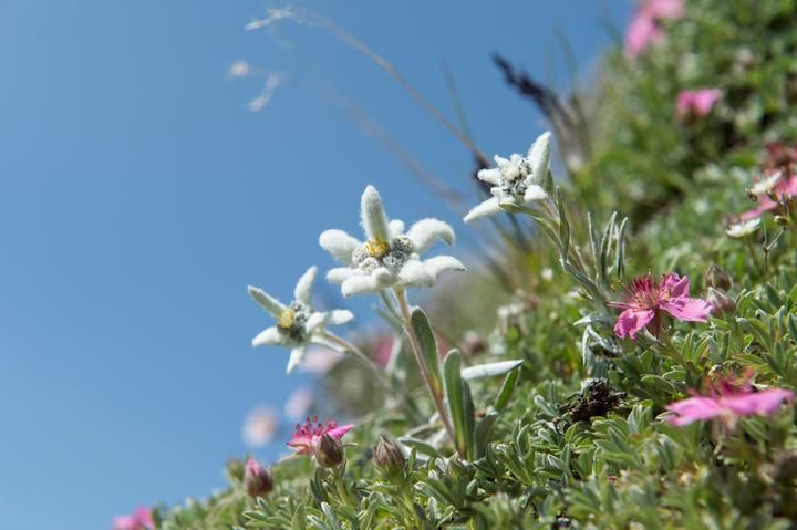 Edelweiss iStock