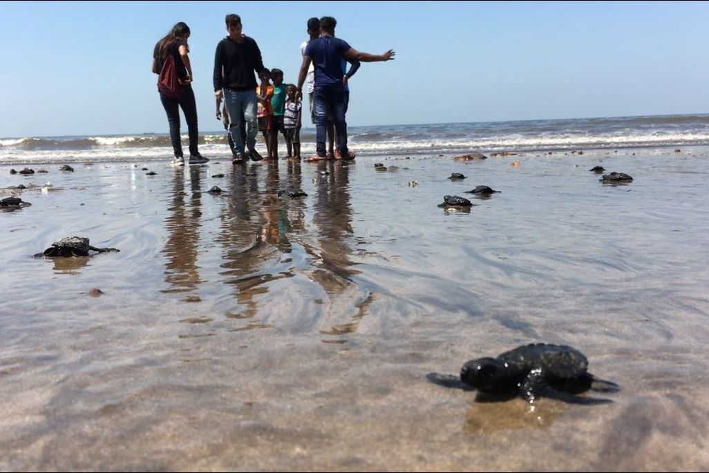 Mumbai Turtles