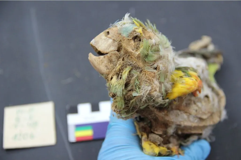 parrot