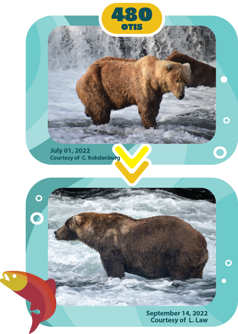 How the Bears at Alaska's Katmai National Park Became Celebrities