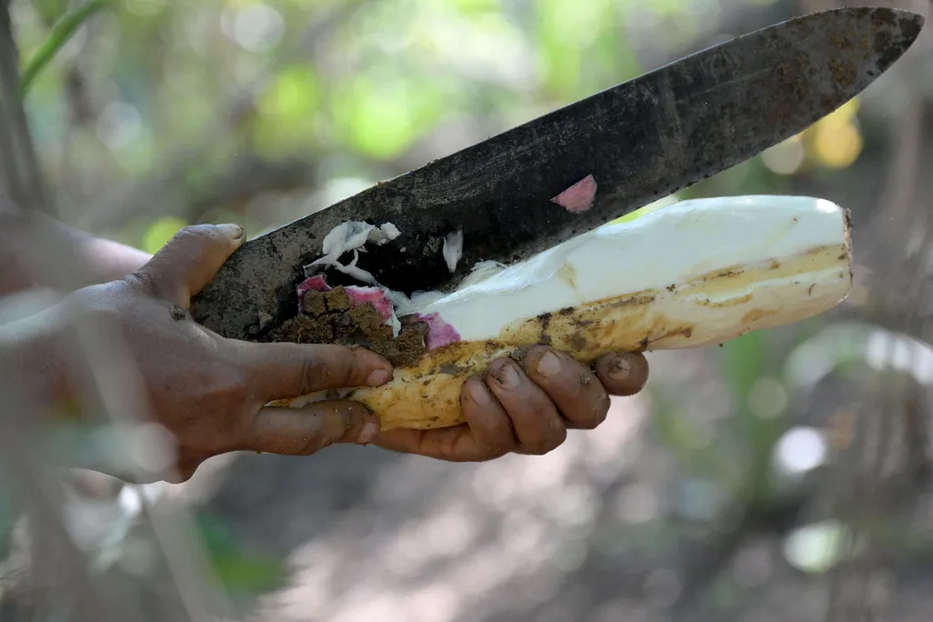 Machete and Cassava