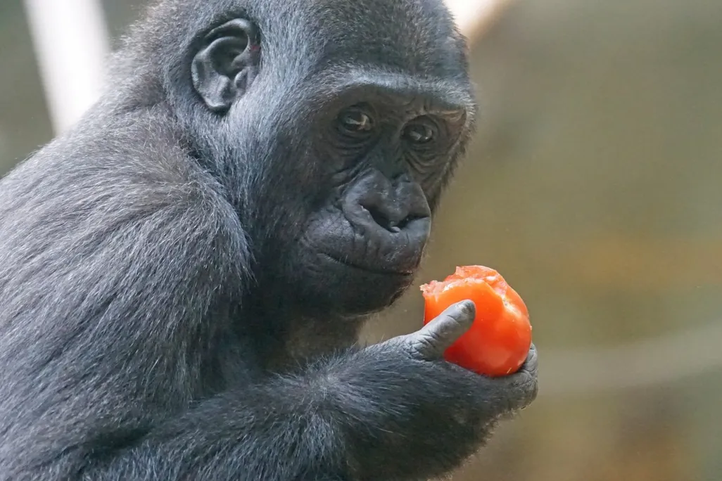 Gorilla eating fruit