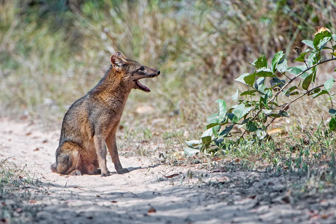 crab eating fox