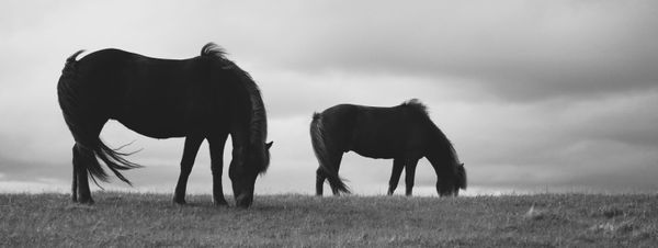 Icelandic horses in a pasture thumbnail