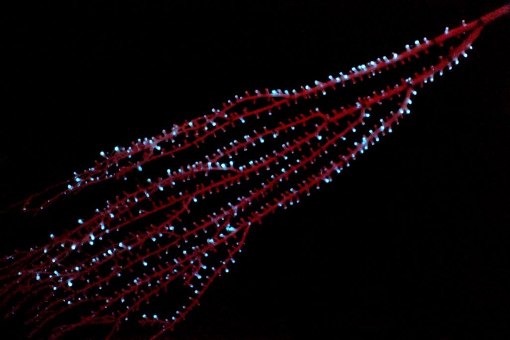 The bamboo octocoral Isidella sp.