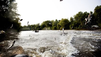 Seven Wild Ways Scientists Are Trying to Stop Invasive Carp