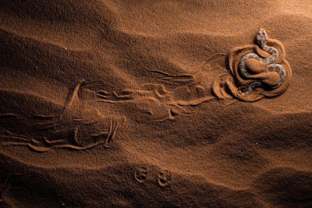 birds-eye view of a snake in the sand, its path visible