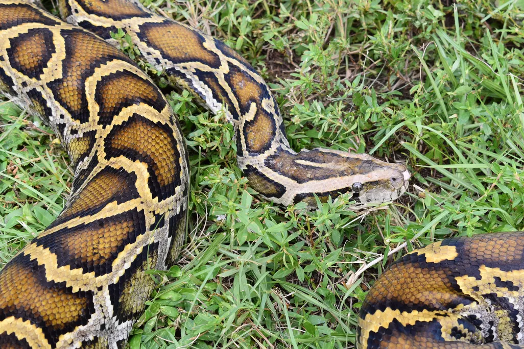 Burmese python in the grass
