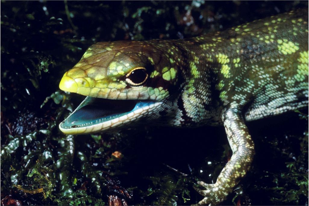 Green Blooded Lizards