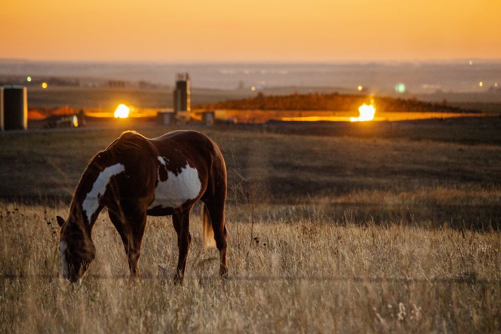 A horse grazing in a field with flames from a flaring pit visible in the background