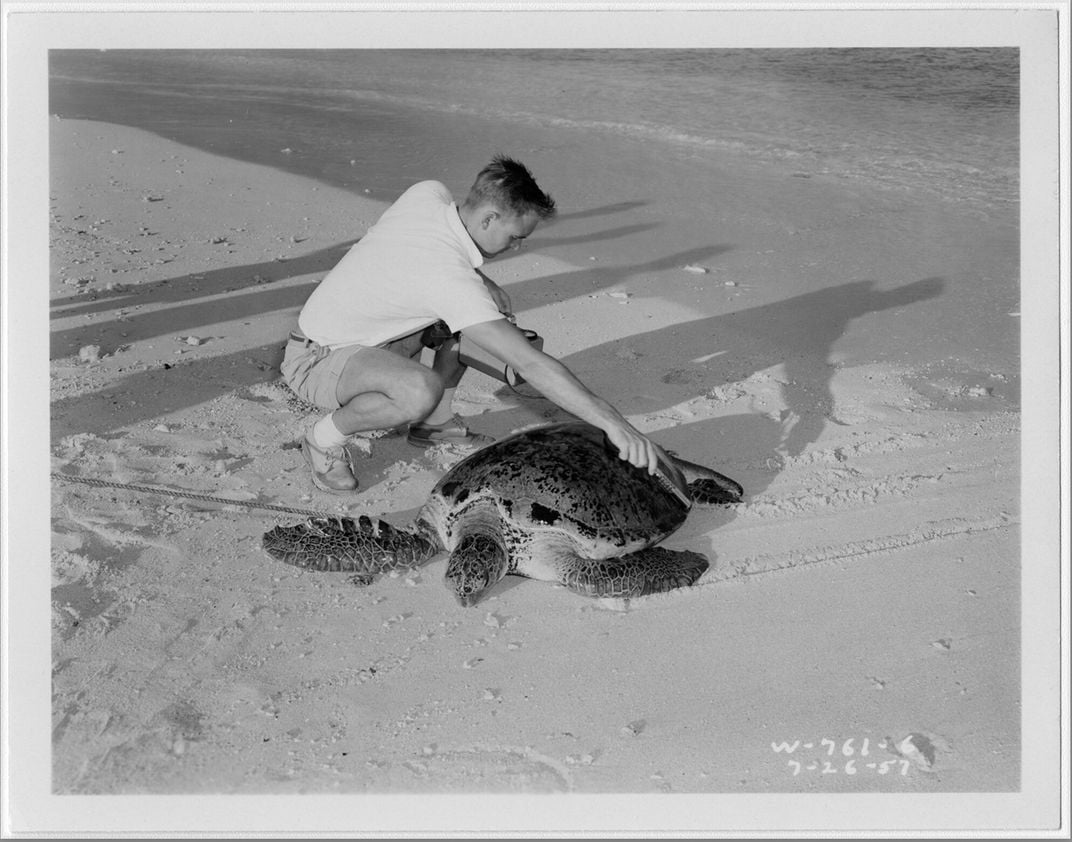 a person squats next to a turtle on a beach and holds a device over its shell in a black and white archival image