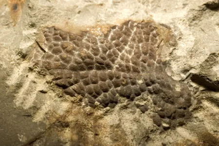 Fossilized skin from the neck of a Tyrannosaurus rex.