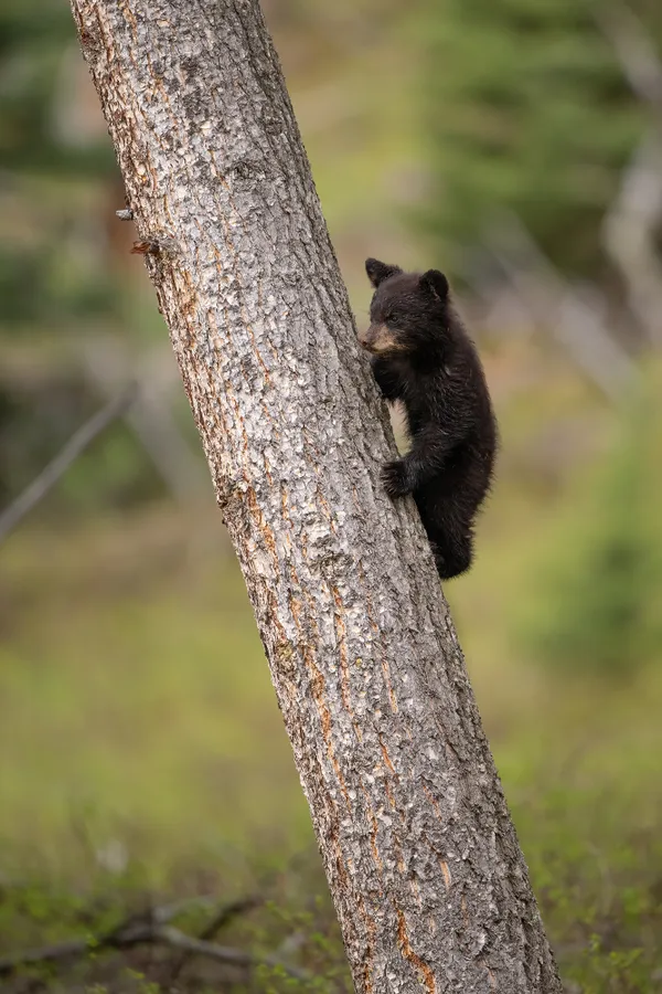 Black Bear Cub Scaling a Tree thumbnail