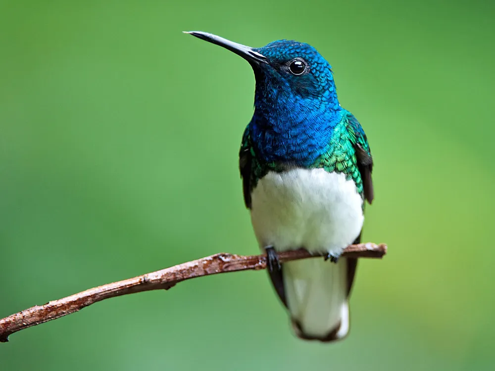 A male white-necked jacobin hummingbird perched on a branch. He has white underparts, greenish wings, a bright blue hood and long black bill.