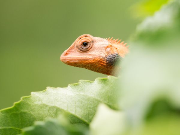 Oriental Garden Lizard (Calotes versicolor) thumbnail