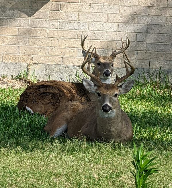 Two male deer sitting in someone's yard. thumbnail
